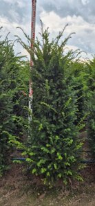 Taxus baccata 150-175 cm RB - image 6