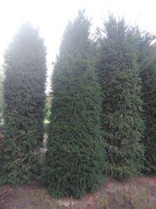 Taxus baccata 300-350 cm WRB - image 6