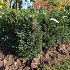 Taxus baccata 60-80 cm met kluit - afbeelding 14