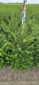Taxus baccata 60-80 cm met kluit - afbeelding 9