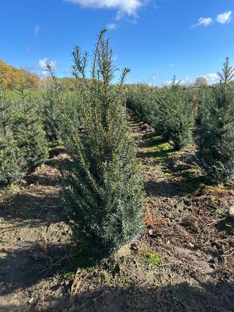 Taxus baccata 60-80 cm met kluit - afbeelding 4