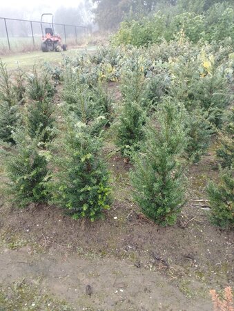 Taxus baccata 60-80 cm met kluit - afbeelding 3