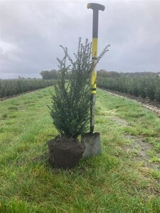 Taxus baccata 60-80 cm met kluit - afbeelding 6