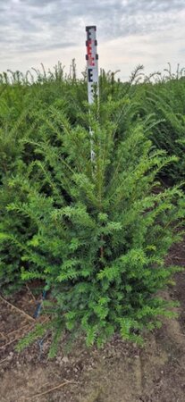 Taxus baccata 60-80 cm met kluit - afbeelding 8
