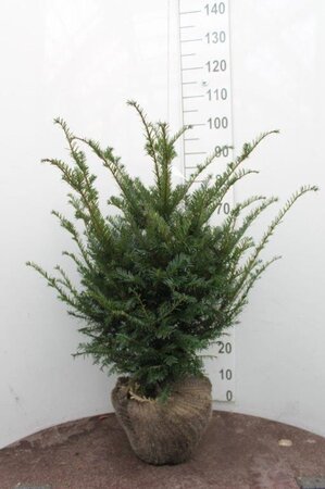 Taxus baccata 60-80 cm met kluit - afbeelding 7