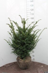Taxus baccata 60-80 cm met kluit - afbeelding 7