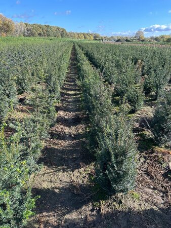 Taxus baccata 60-80 cm met kluit - afbeelding 2