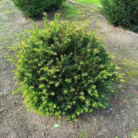 Taxus baccata 70 cm met kluit bol - afbeelding 6
