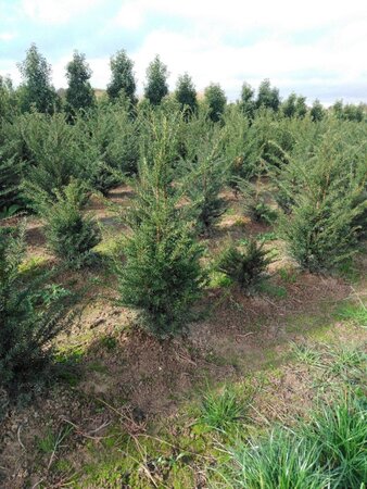 Taxus baccata 80-100 cm met kluit - afbeelding 5