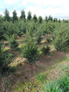 Taxus baccata 80-100 cm met kluit - afbeelding 5