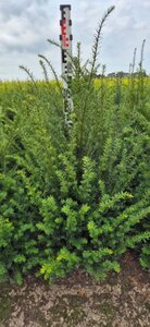 Taxus baccata 80-100 cm met kluit - afbeelding 12