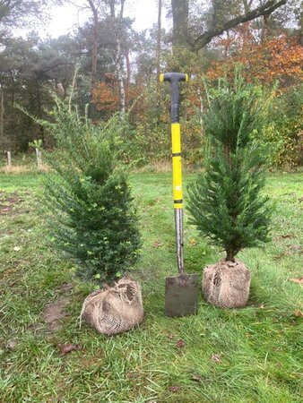 Taxus baccata 80-100 cm met kluit - afbeelding 10