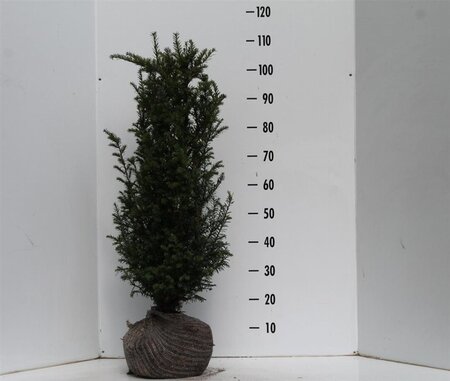 Taxus baccata 80-100 cm met kluit - afbeelding 2