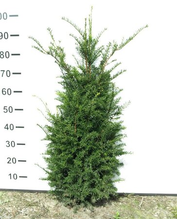 Taxus baccata 80-100 cm met kluit - afbeelding 3