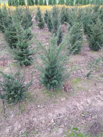 Taxus baccata 80-100 cm met kluit - afbeelding 4