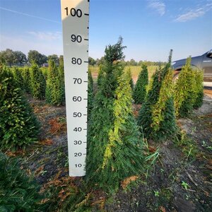 Taxus baccata 80-100 cm met kluit - afbeelding 7