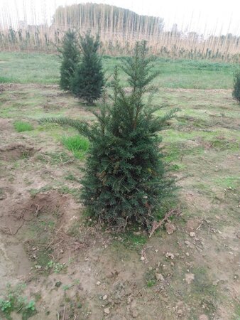 Taxus baccata 80-100 cm met kluit - afbeelding 6