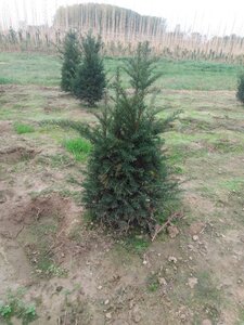 Taxus baccata 80-100 cm met kluit - afbeelding 6
