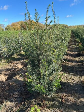Taxus baccata 80-100 cm met kluit - afbeelding 2