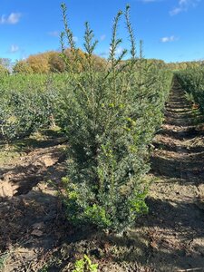 Taxus baccata 80-100 cm met kluit - afbeelding 2