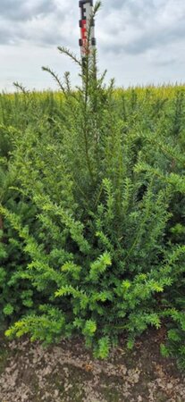 Taxus baccata 80-100 cm met kluit - afbeelding 11