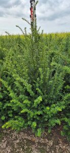 Taxus baccata 80-100 cm met kluit - afbeelding 11