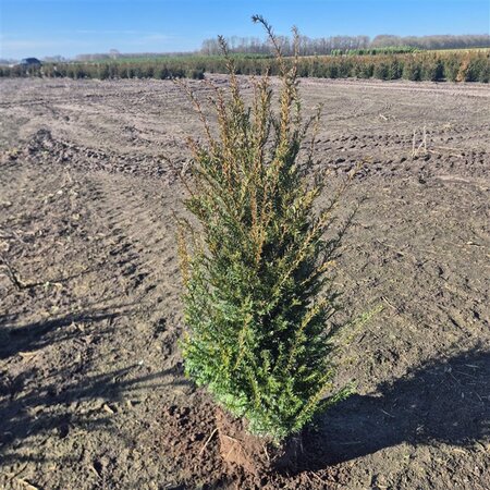 Taxus baccata 80-100 cm met kluit - afbeelding 10
