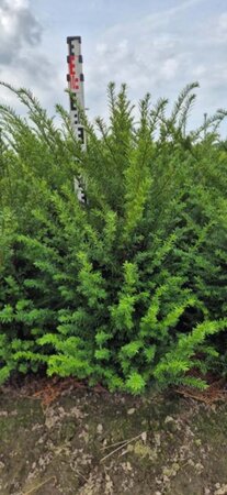 Taxus baccata 80-100 cm met kluit - afbeelding 9