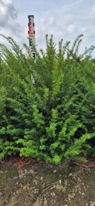 Taxus baccata 80-100 cm met kluit - afbeelding 9