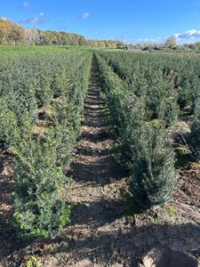 Taxus baccata 80-100 cm met kluit - afbeelding 16