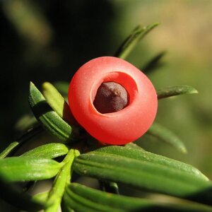 Taxus baccata 80 cm RB bulb - image 4