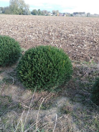 Taxus baccata 80 cm RB bulb - image 6