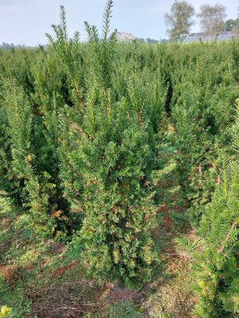 Taxus media 'Hicksii' 125-150 cm met kluit - afbeelding 6