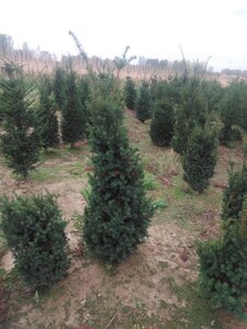 Taxus media 'Hicksii' 125-150 cm RB - image 5