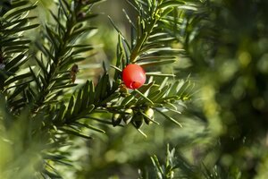 Taxus media 'Hicksii' 125-150 cm RB