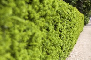Taxus media 'Hicksii' 125-150 cm RB - image 2