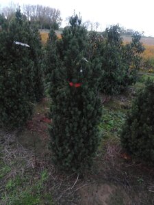 Taxus media 'Hicksii' 125-150 cm RB - image 4
