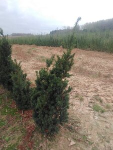 Taxus media 'Hicksii' 80-100 cm met kluit - afbeelding 4