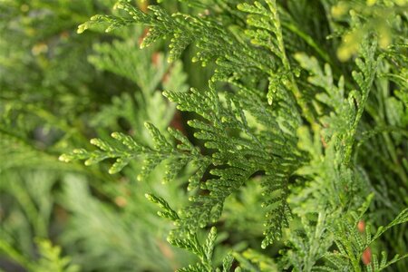 Thuja pl. 'Atrovirens' 100-125 cm met kluit - afbeelding 1
