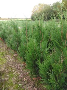Thuja pl. 'Atrovirens' 125-150 cm met kluit - afbeelding 4