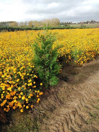 Thuja pl. 'Atrovirens' 125-150 cm met kluit - afbeelding 3