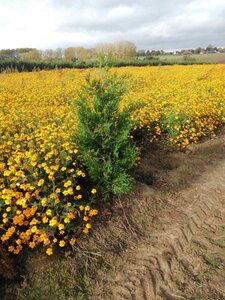 Thuja pl. 'Atrovirens' 125-150 cm met kluit - afbeelding 3