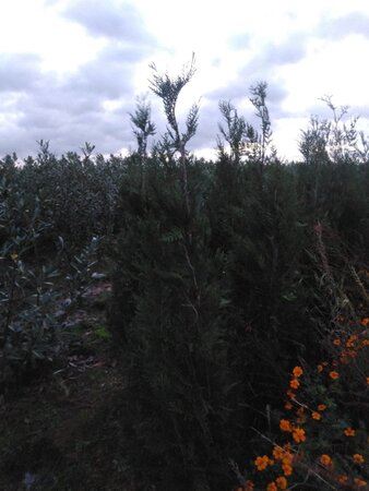 Thuja pl. 'Atrovirens' 175-200 cm met kluit - afbeelding 5