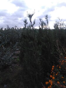 Thuja pl. 'Atrovirens' 175-200 cm met kluit - afbeelding 5