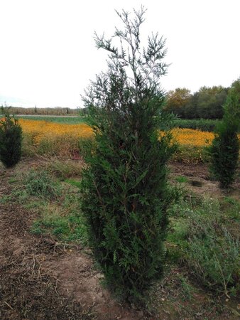 Thuja pl. 'Atrovirens' 175-200 cm met kluit - afbeelding 3