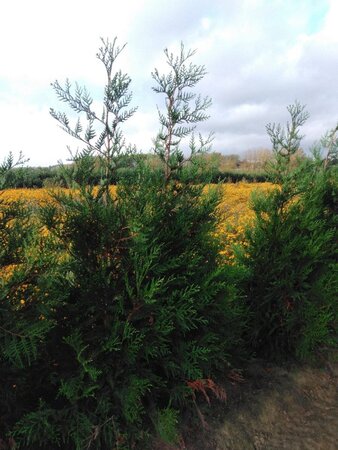 Thuja pl. 'Atrovirens' 175-200 cm met kluit - afbeelding 6