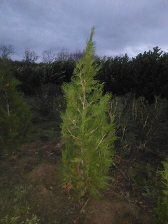 Thuja pl. 'Atrovirens' 175-200 cm met kluit - afbeelding 4