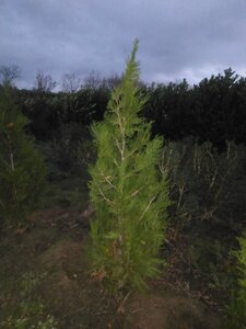 Thuja pl. 'Atrovirens' 175-200 cm met kluit - afbeelding 4