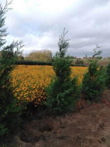 Thuja pl. 'Atrovirens' 200-250 cm met kluit - afbeelding 4