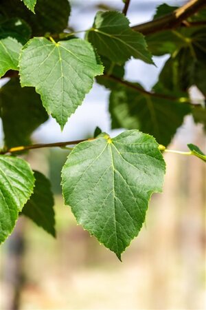 Tilia cordata 'Böhlje'=Erecta 10-12 STA BR - image 2